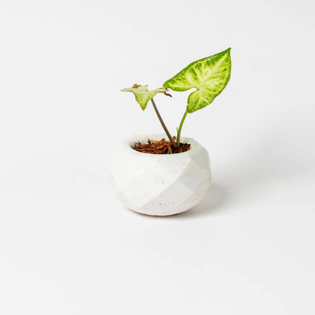 Syngonium Gold Allusion en maceta artesanal