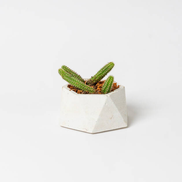Maceta Circular artesanal con cactus Pequeña