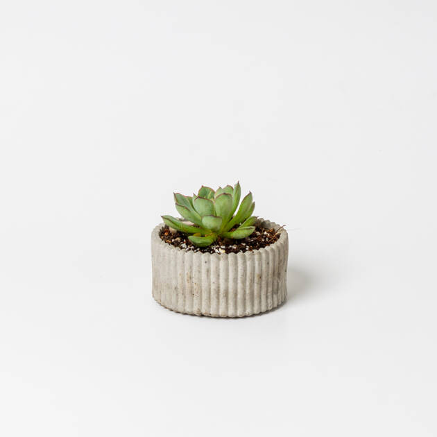 Maceta Circular artesanal con suculenta pequeña