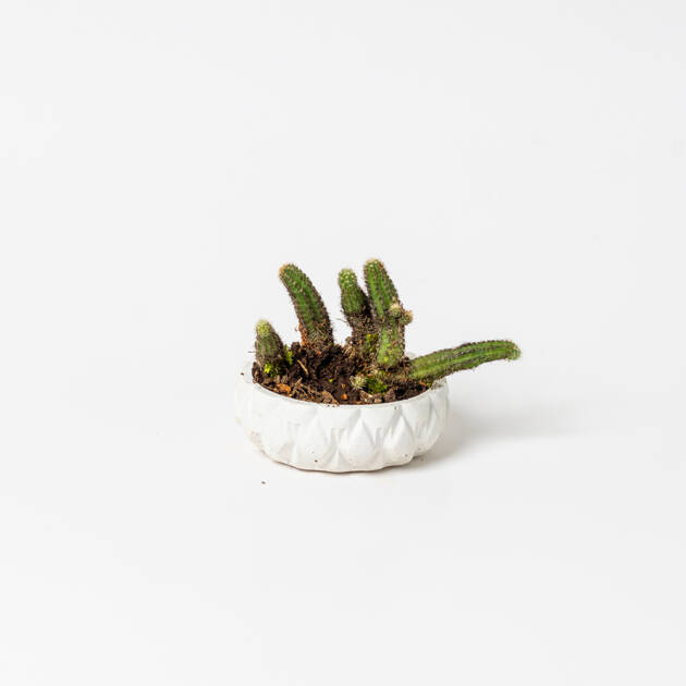 Maceta Circular artesanal con cactus Pequeña