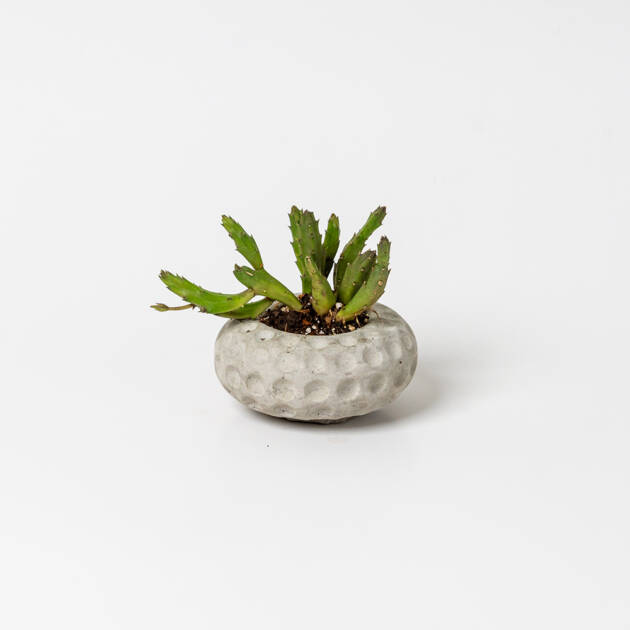 Maceta Circular artesanal con cactus Pequeña