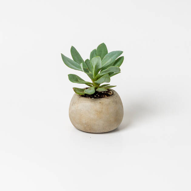 Maceta Circular artesanal con cactus Pequeña