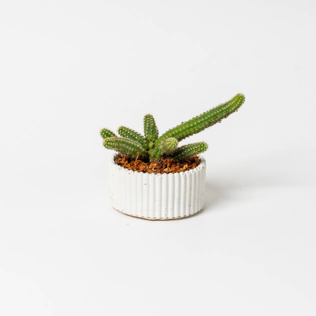Maceta Circular artesanal con cactus Pequeña