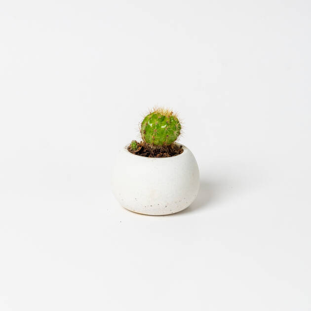 Maceta Circular artesanal con cactus Pequeña