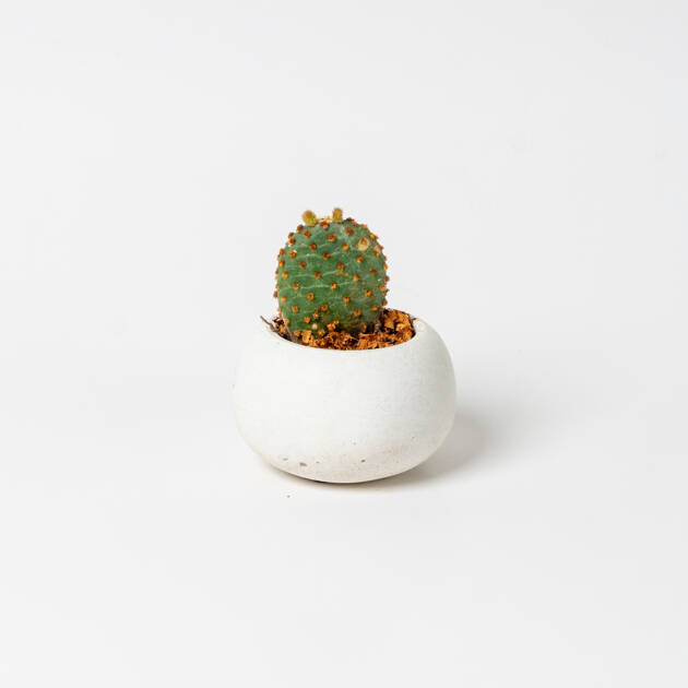 Maceta Circular artesanal con cactus Pequeña