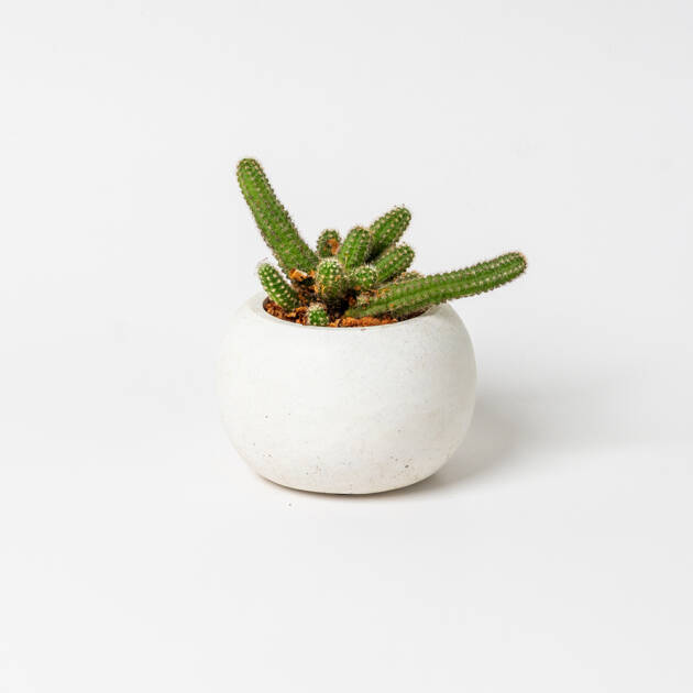 Maceta Circular artesanal con cactus Pequeña
