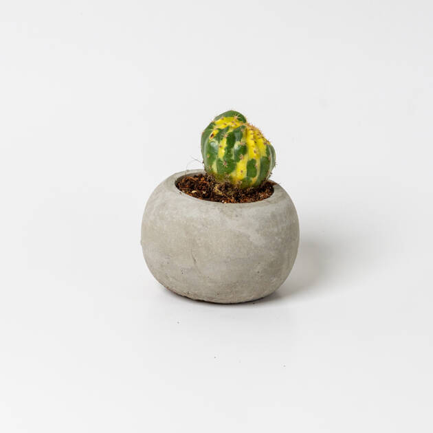 Maceta Circular artesanal con cactus Pequeña