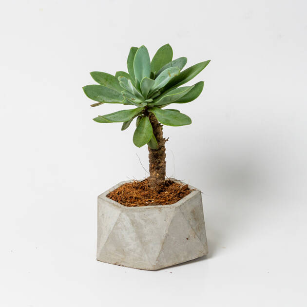 Maceta Circular artesanal con suculenta Pequeña