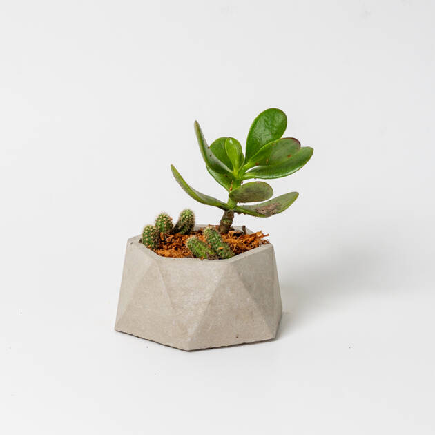 Maceta Circular artesanal con suculenta y cactus Pequeña