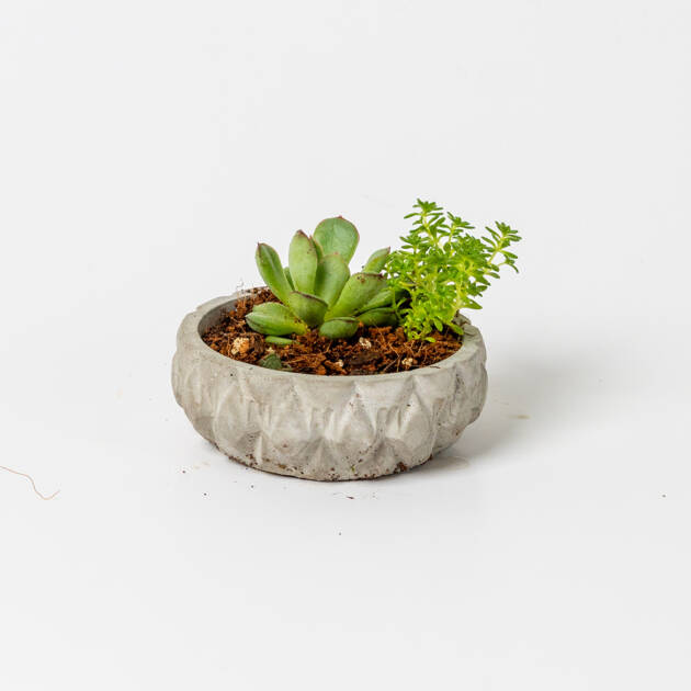 Maceta Circular artesanal con suculenta Pequeña
