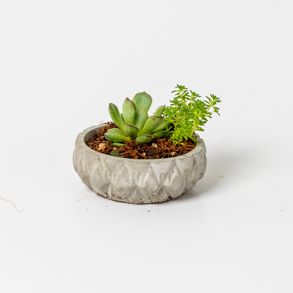 Maceta Circular artesanal con suculenta Pequeña