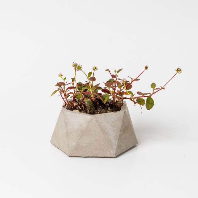 Maceta Circular artesanal con Cactus y Rubí Pequeña