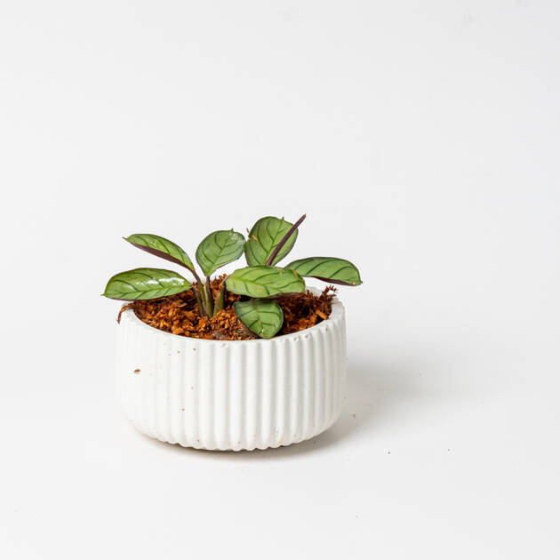 Maceta Circular artesanal con Calathea Prayer pequeña