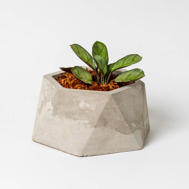 Maceta Circular artesanal con Calathea Prayer
