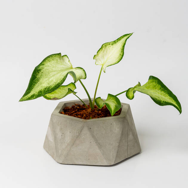 Alocasia Green Shield en maceta artesanal
