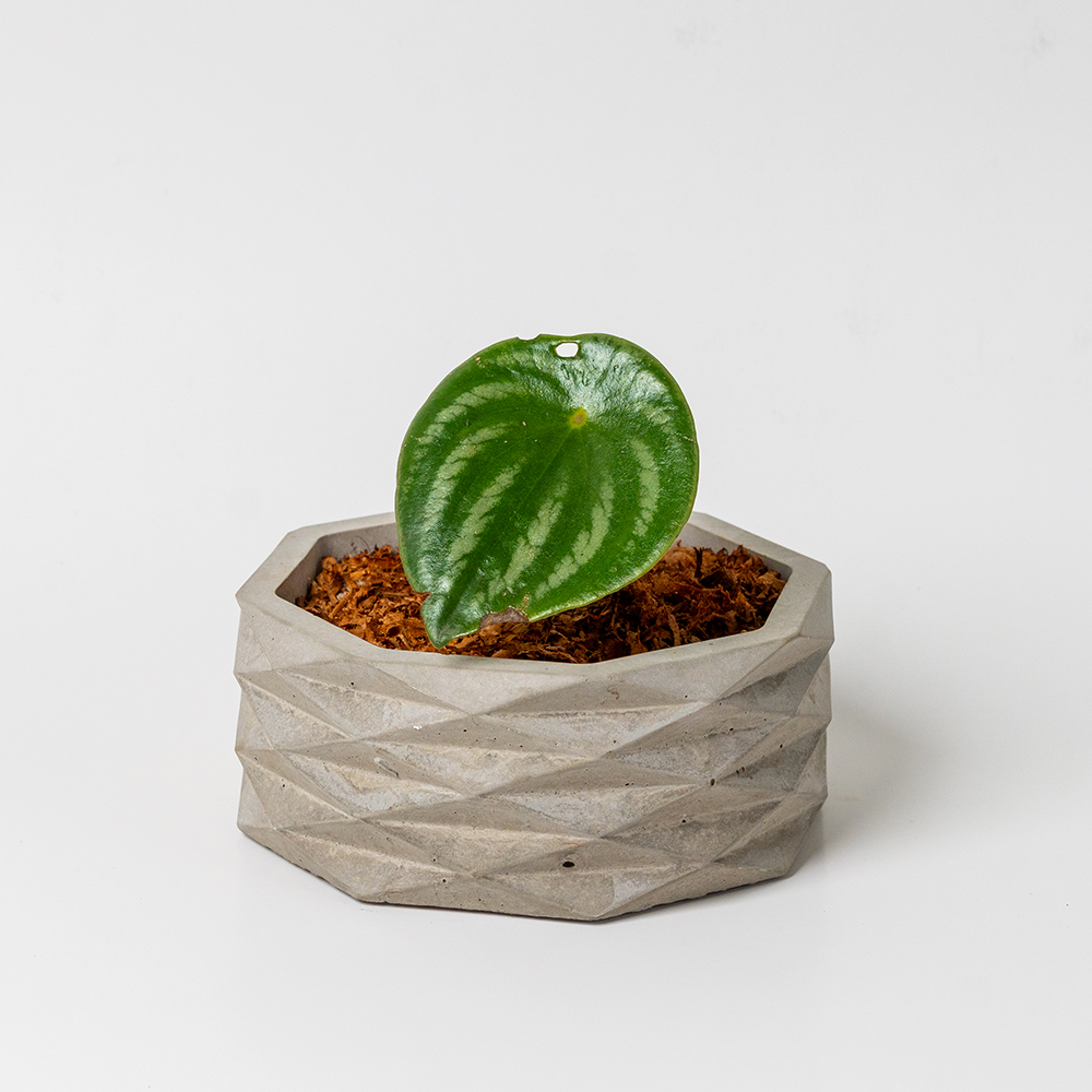 Peperomia Sandía en maceta artesanal