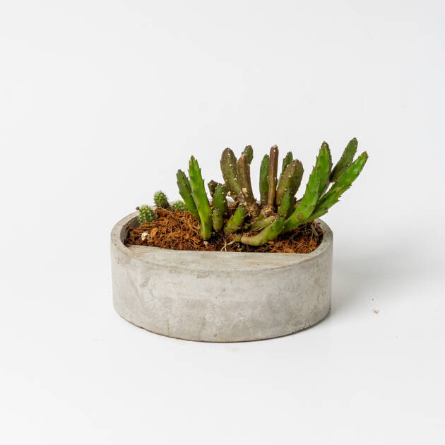 Arreglo de cactus en maceta artesanal
