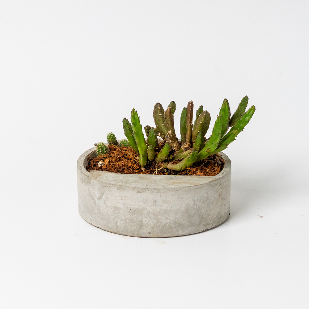 Arreglo de cactus en maceta artesanal