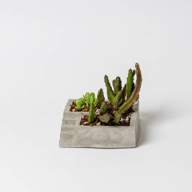 Maceta artesanal gradas cuadrada con suculenta y cactus pequeño