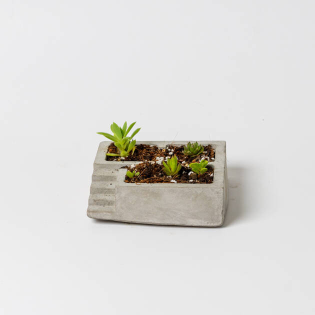 Maceta artesanal gradas cuadrada con suculenta y cactus pequeño