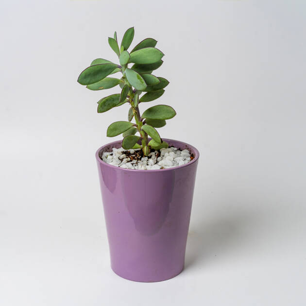 Senecio Crassissimus en maceta cerámica