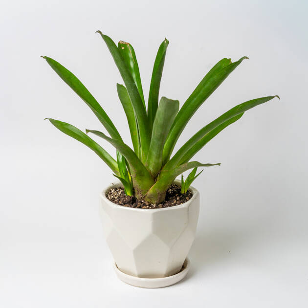 Bromelia en maceta de cerámica- pequeña