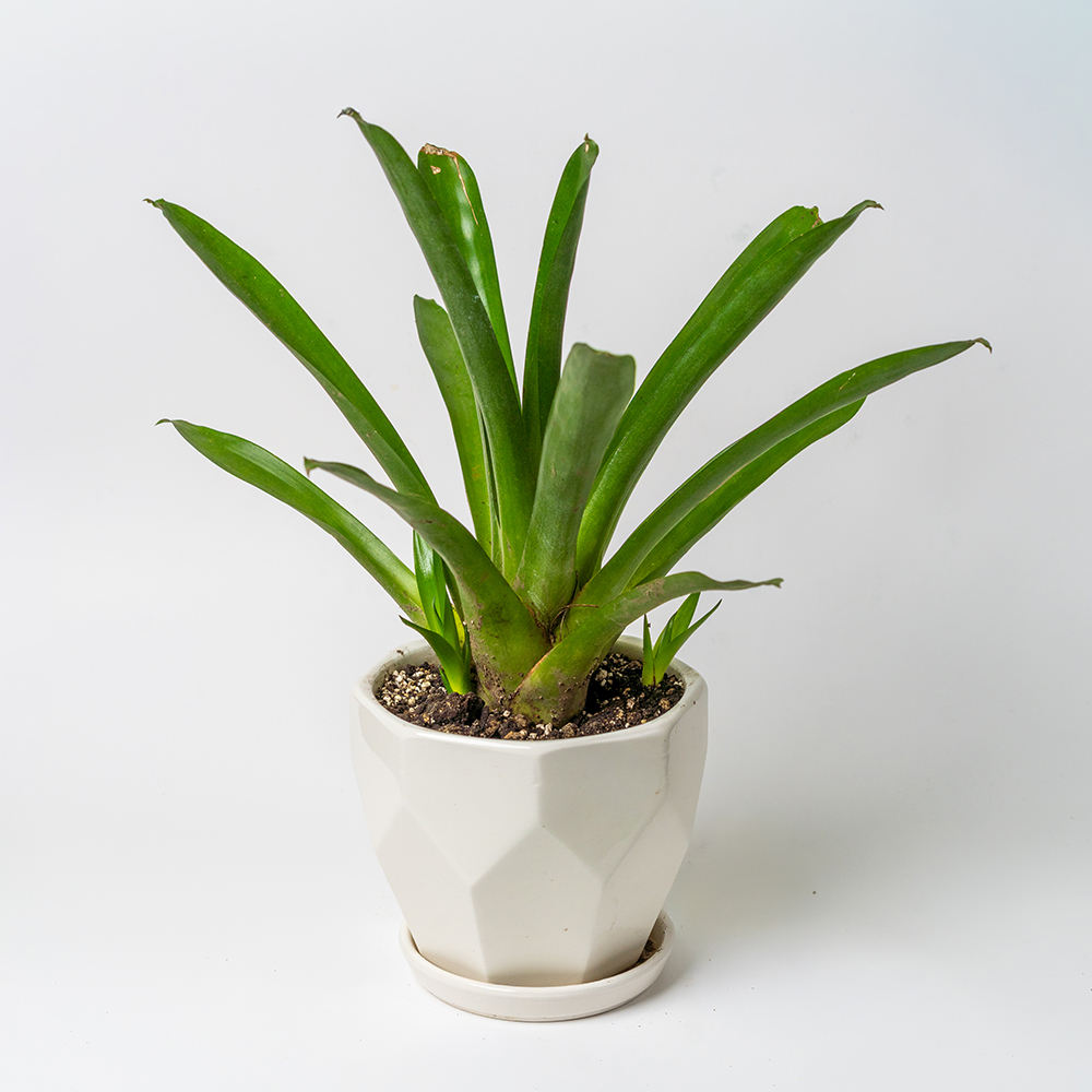 Bromelia en maceta de cerámica- pequeña