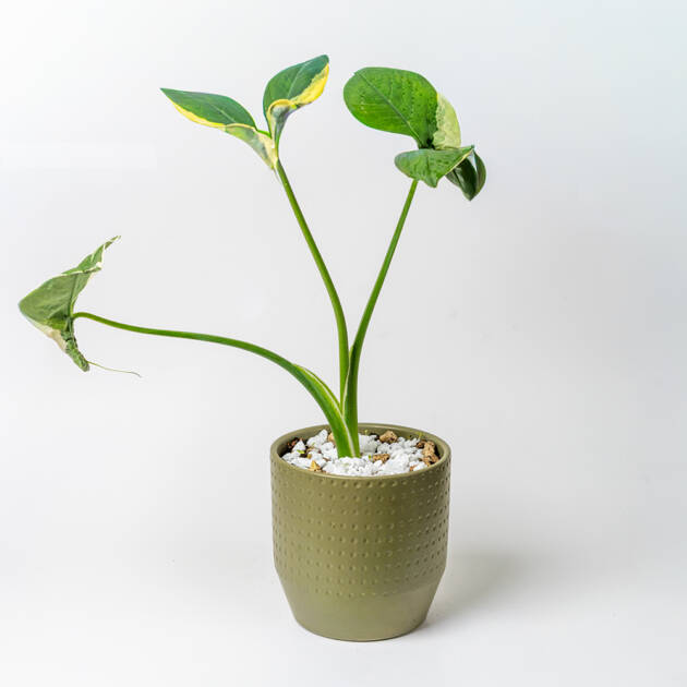 Alocasia Orejas de Mickey en maceta cerámica verde