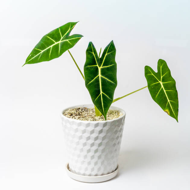 Alocasia “Terciopelo Verde” en maceta cerámica- Pequeña
